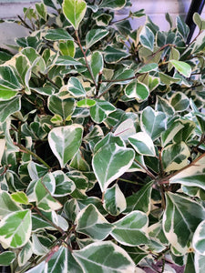 Ficus Triangular Variegated