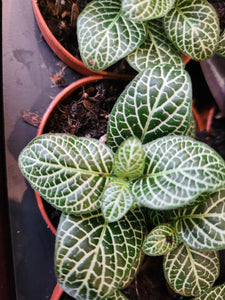 Fittonia