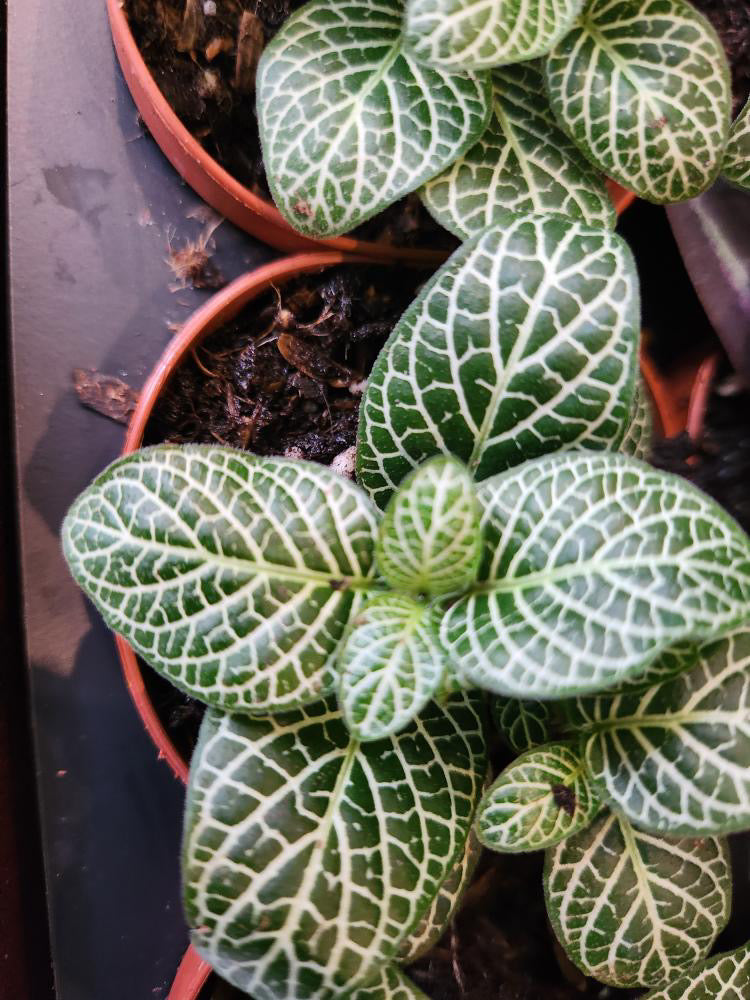Fittonia