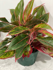 Siam Red - Chinese Evergreen
