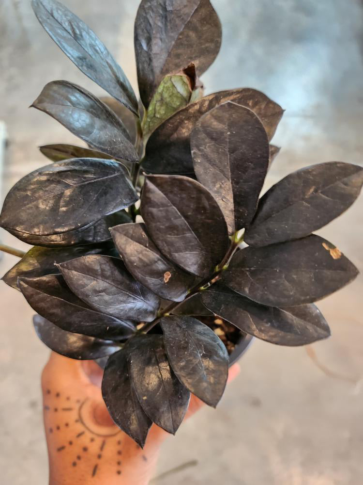 buy black raven zz plant RAVEN ZZ (Zamioculcas Zamiifolias) Plant – Crazy Plant Bae
