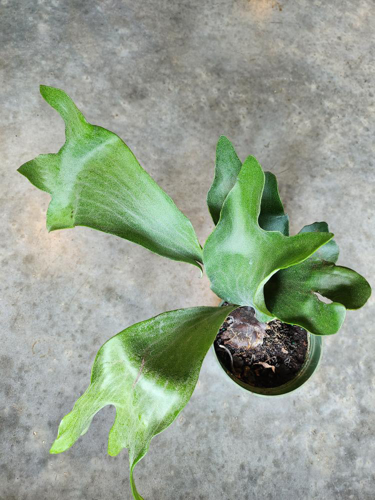 Staghorn Fern Generic / 6 Inch