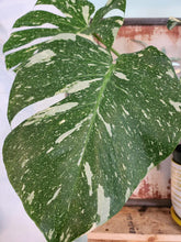 Load image into Gallery viewer, Mint monstera

