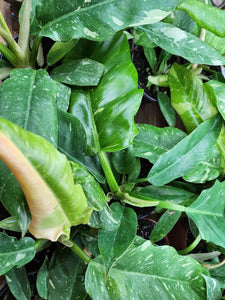 Philodendron Ring of Fire