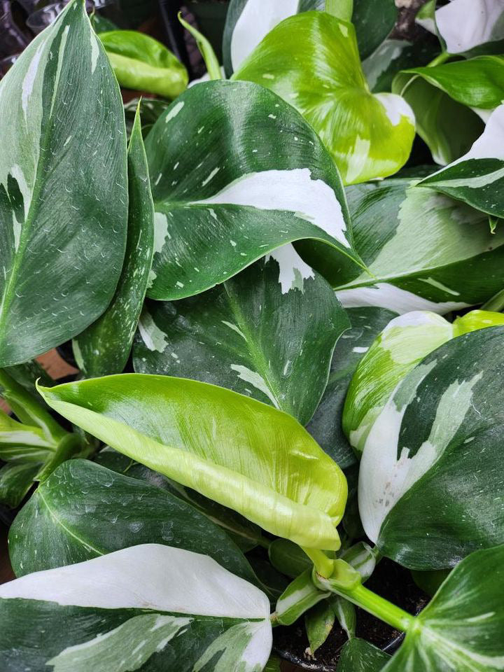 Philodendron Puncata White Wizard