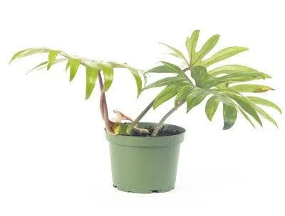 Philodendron Mayoi