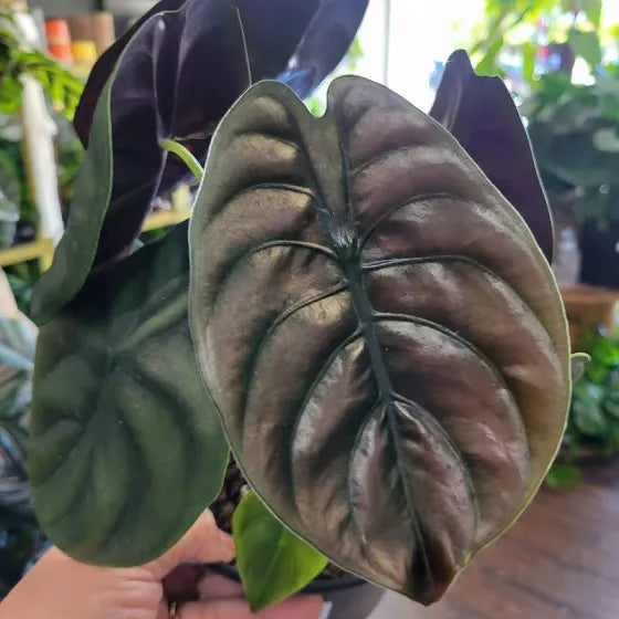Alocasia Cuprea