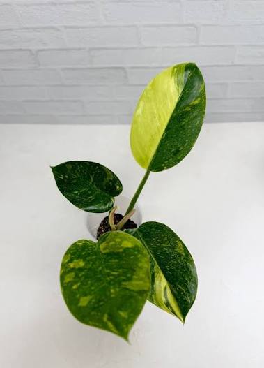 Philodendron Nuclear Green