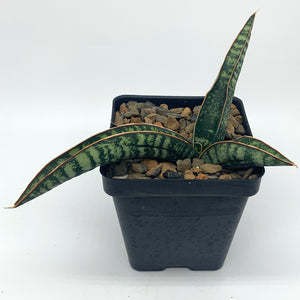Sanseveria snake fischeri
