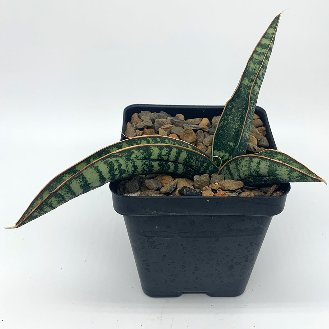Sanseveria snake fischeri
