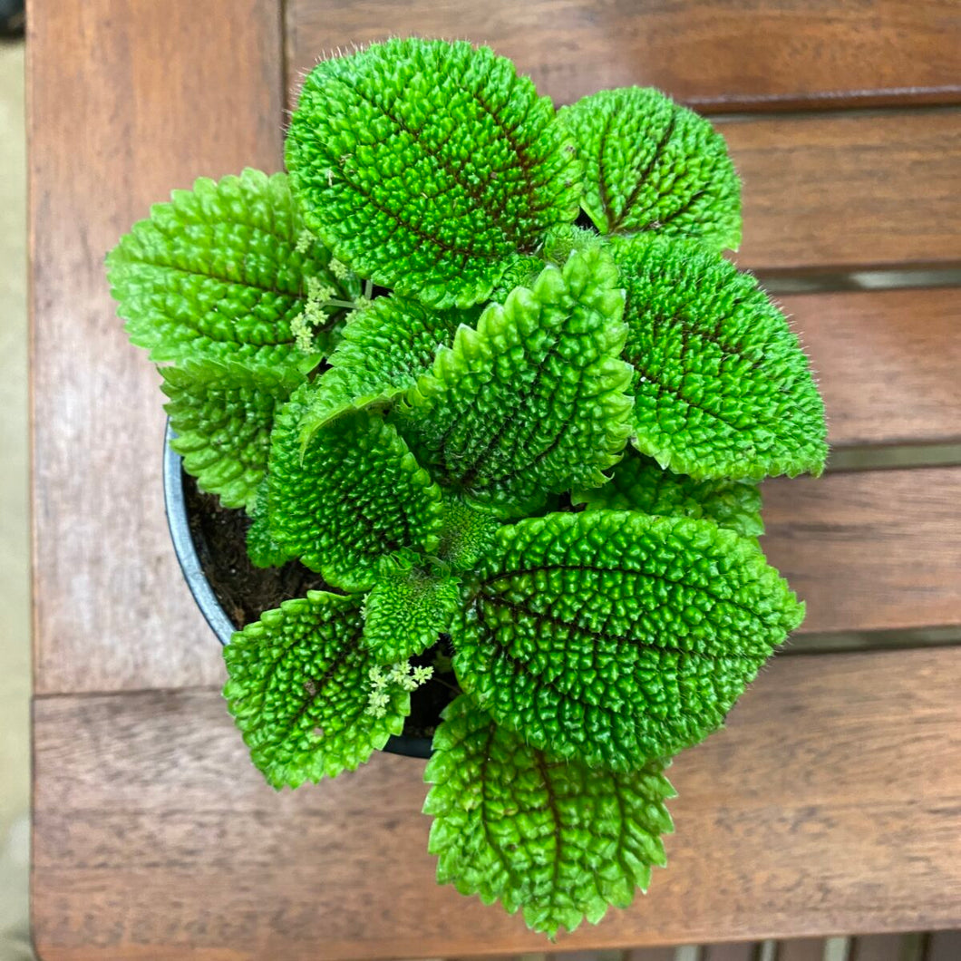 Moon Valley Pilea