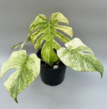 Load image into Gallery viewer, Mint monstera
