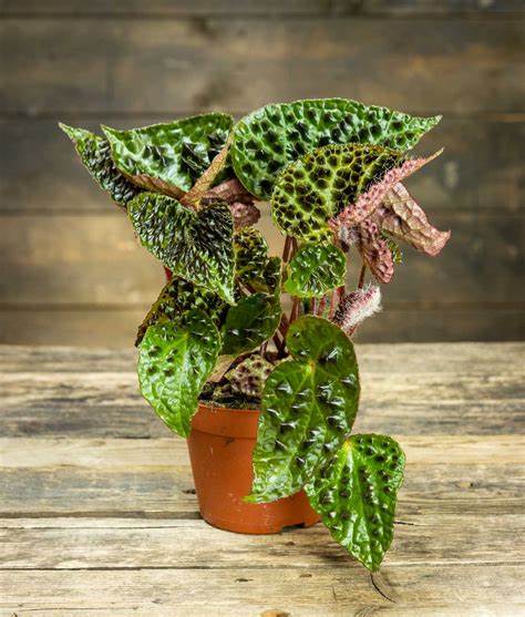 Ferox Begonia