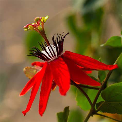Red Purple Passion Vine