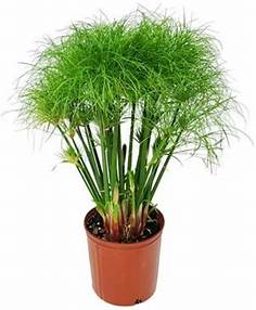 Dwarf Papyrus Plant - Little Tut