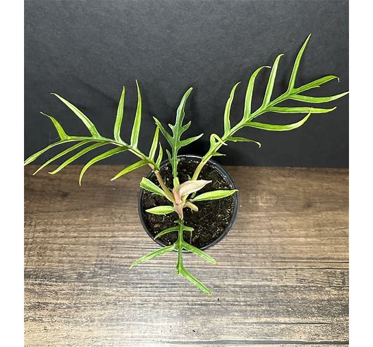 Philodendron Tortum