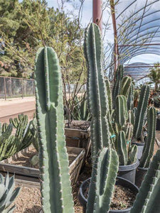 Peruviana Apple Cactus