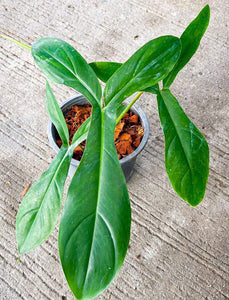 Philodendron 69686 Bette Waterbury