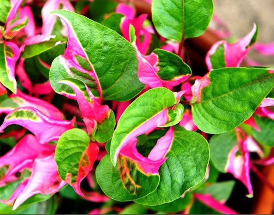 Alternanthera