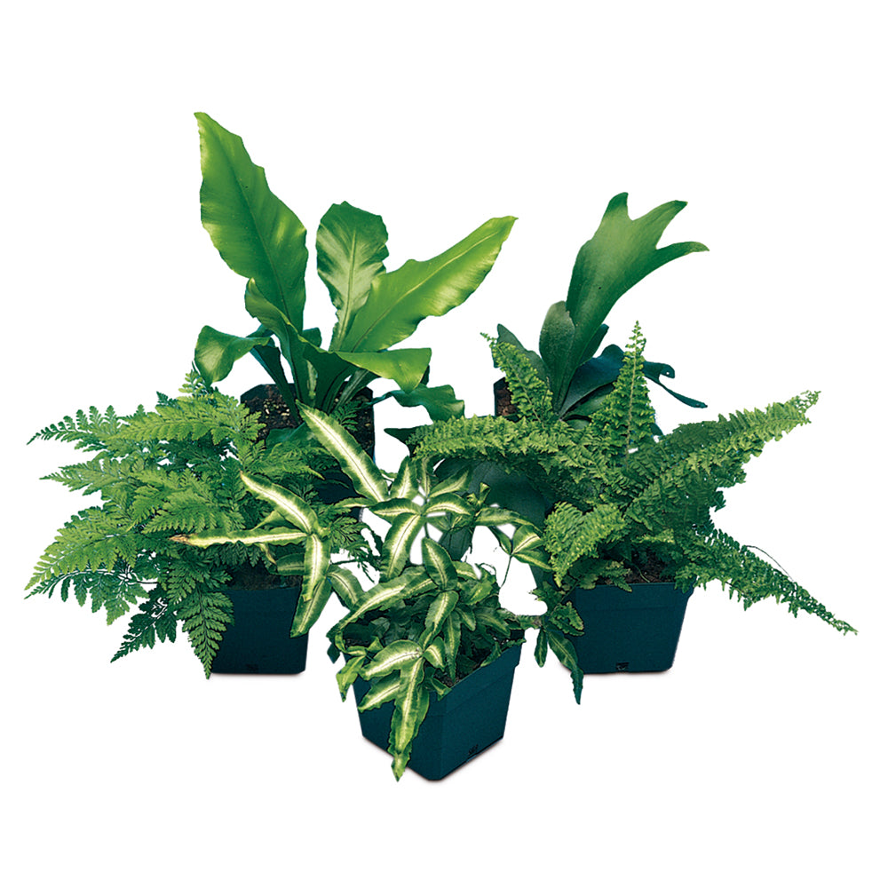 Assorted Ferns