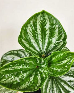 Peperomia Ecuador