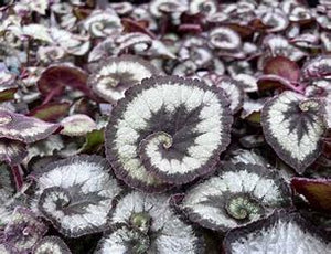 Escargot Begonia