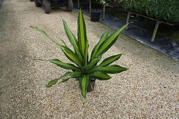 Dracena Giganta