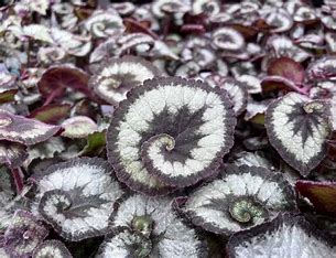 Escargot Begonia