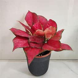 Red Zircon - Chinese Evergreen
