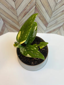 Monstera Standleyana