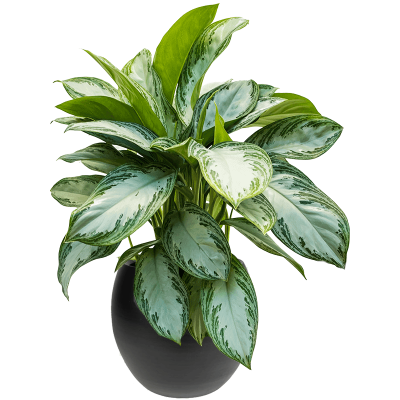 Chinese Evergreen - Silver Bay
