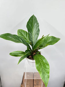 Anthurium Jungle Bush