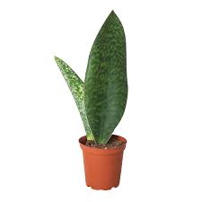 Victoria Sansaveria