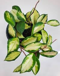 Hoya Carnosa Exotic Tricolor - Krimson Princess