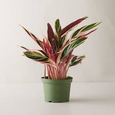 Calathea Stromanthe Triostar