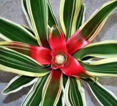 Bromeliad - Neoregelia Tricolor (White)