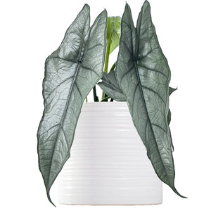 Alocasia Dragon’s Breathe