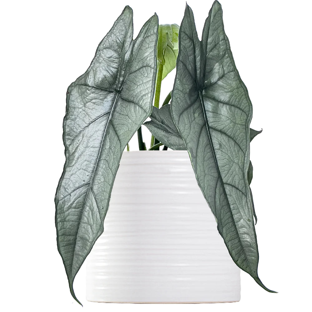 Alocasia Dragon’s Breathe