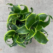 dracaena florado Dracaena dorado (6in)