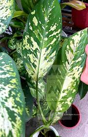 Dieffenbachia