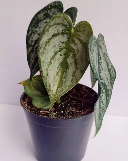 Philodendron 'Brandtianum'
