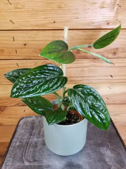 crazy plant guy monstera The Plant Farm Monstera Karstenianum Peru, 4" Plant