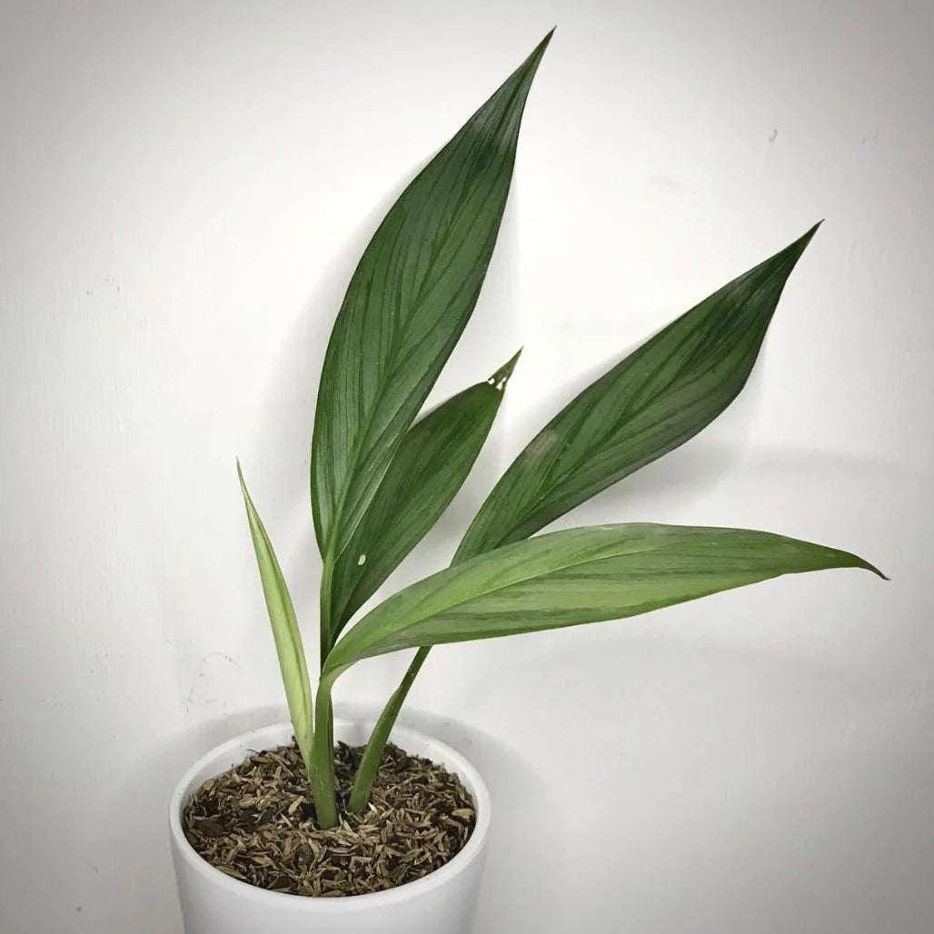 Epipremnum amplissimum