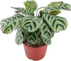 Burle Marx Calathea – Crazy Plant Bae