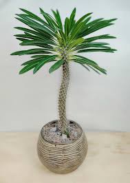Madagascar Palm (Pachypodium Lamerei)