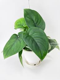 Jade Pothos - Scindapsus Pictus