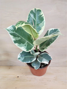 4” Ficus White Tineke - Rubber Plant