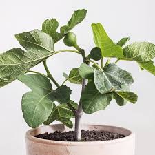 Olympian Fig