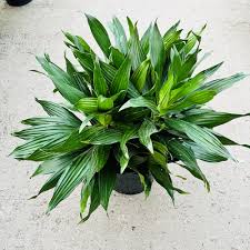 dracaena green jewel 6'' Dracaena Green Jewel