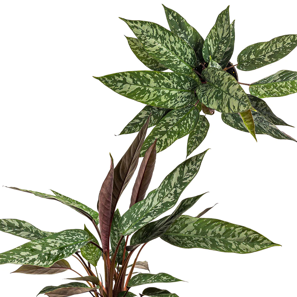Apoballis Acuminatissima Lavallaei